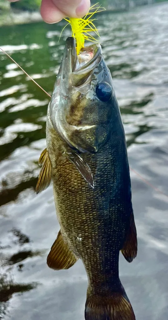 Smallmouth bass — Fancy Lake, Aug 4, 2023