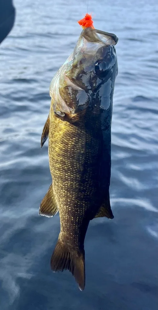 Smallmouth bass — Fancy Lake, Aug 4, 2023