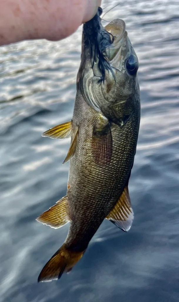 Smallmouth bass — Fancy Lake, Aug 4, 2023