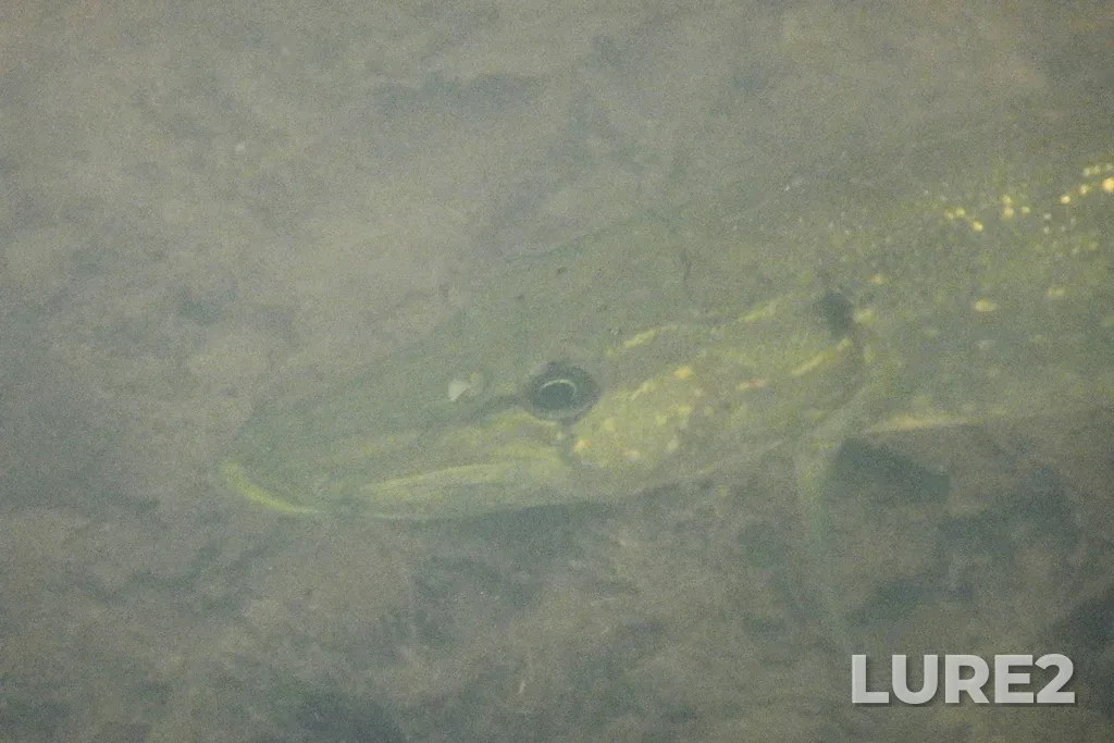 Pike — Lac Nantel, Jul 24, 2023, 5:06 PM