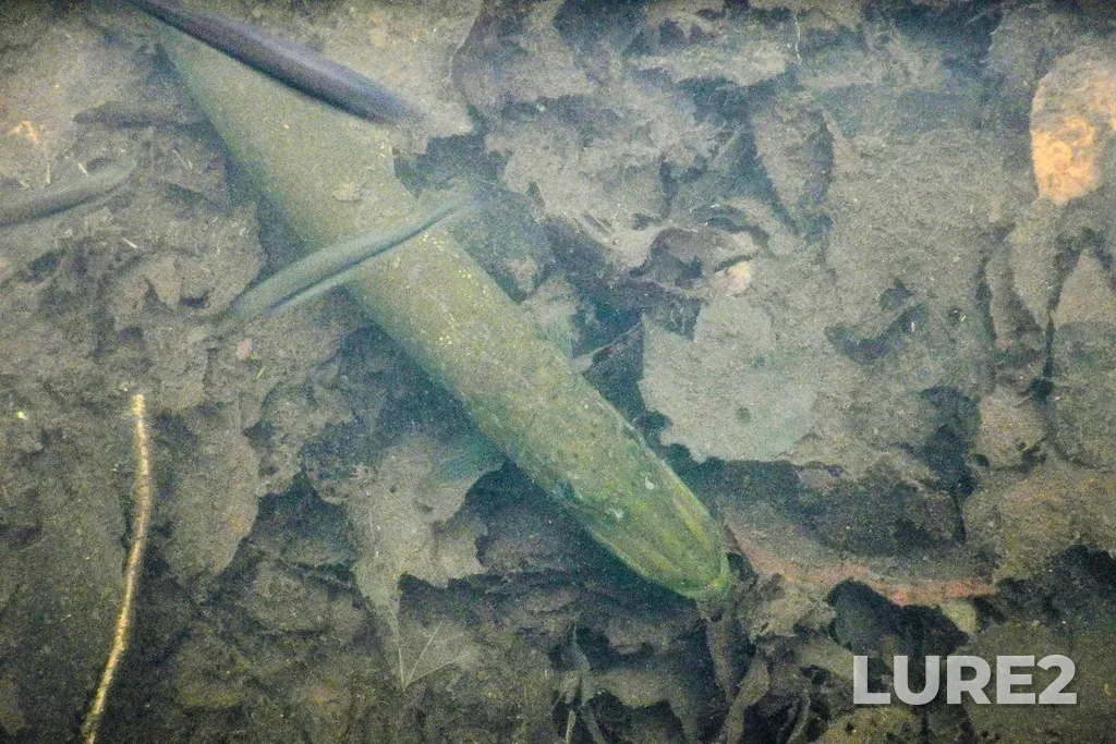 Pike — Lac Nantel, Jul 24, 2023, 5:06 PM