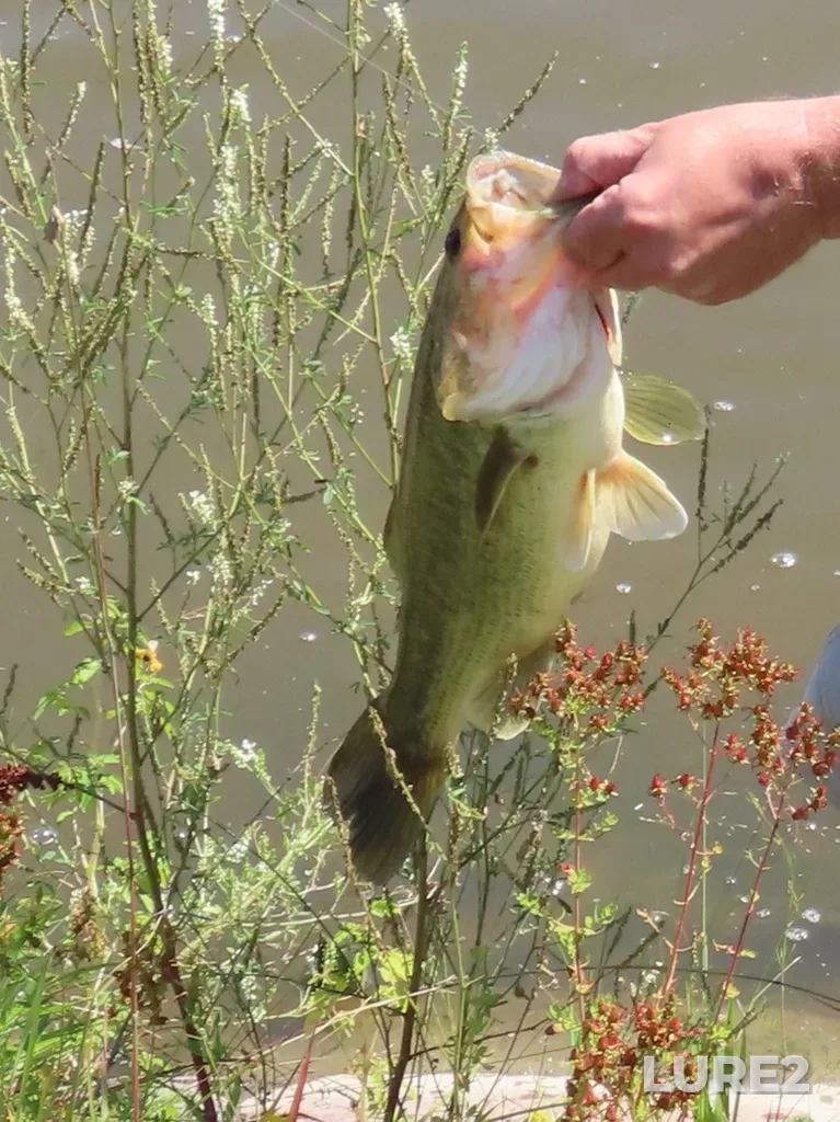 Largemouth bass — Desbarats River, Aug 05, 2023, 11:38 AM