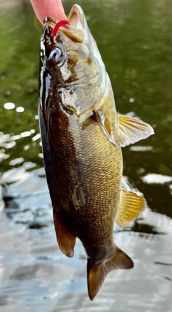 Smallmouth bass — Fancy Lake, Aug 5, 2023