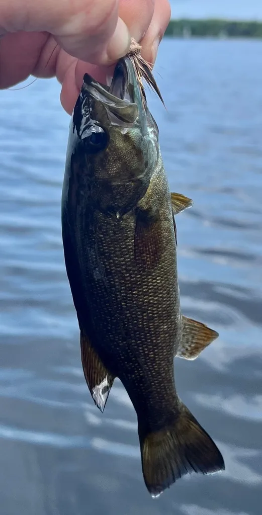 Smallmouth bass — Fancy Lake, Aug 5, 2023