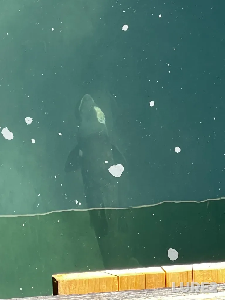 Chinook salmon — Yukon River, Aug 05, 2023, 2:40 PM