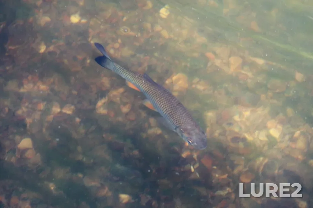 Chub — Cheptsa, Aug 13, 2023, 12:57 PM