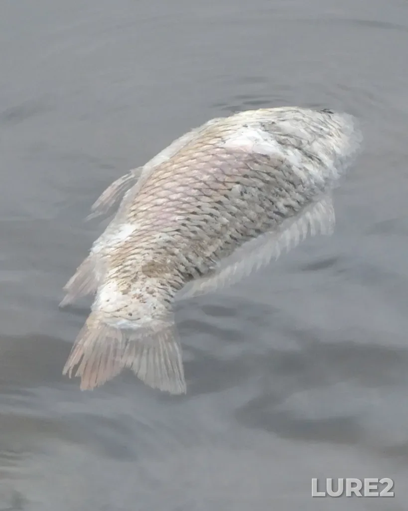 Carp — Moskva, Aug 13, 2023, 12:40 PM