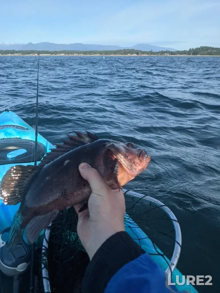 Rockfish — Strait of Georgia, Aug 01, 2023, 8:06 AM