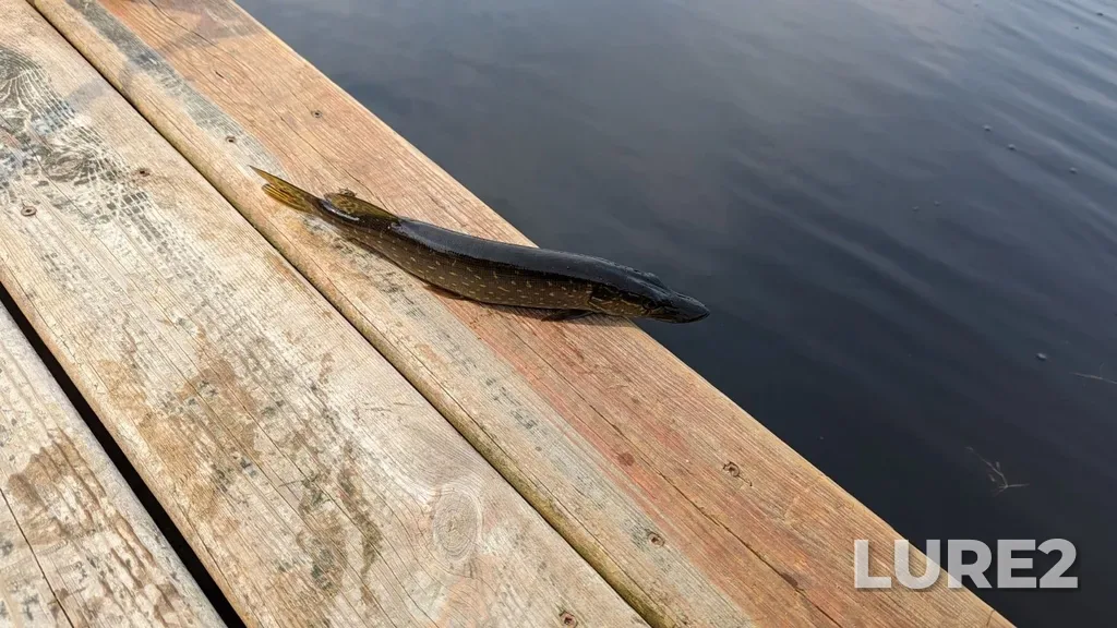 Pike — Marten River, Aug 09, 2023
