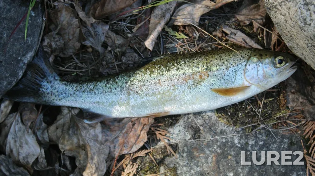 Rainbow trout — Phelix Creek, Jul 10, 2023, 12:45 PM