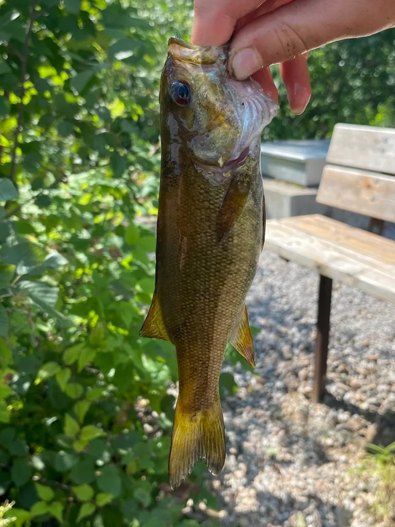 Smallmouth bass — Moore Lake, Aug 17, 2023