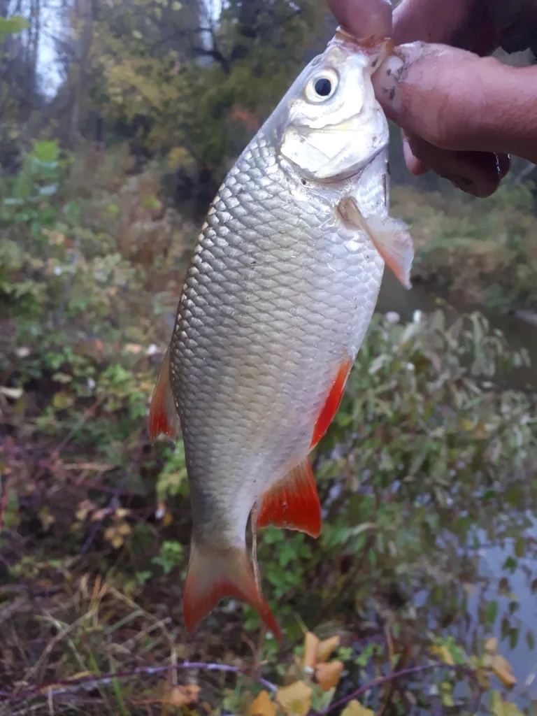 Rudd, Yellow perch — West Pond, Oct 27, 2018