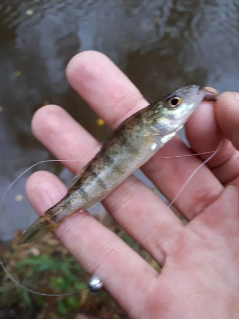 Yellow perch — West Pond, Oct 27, 2018