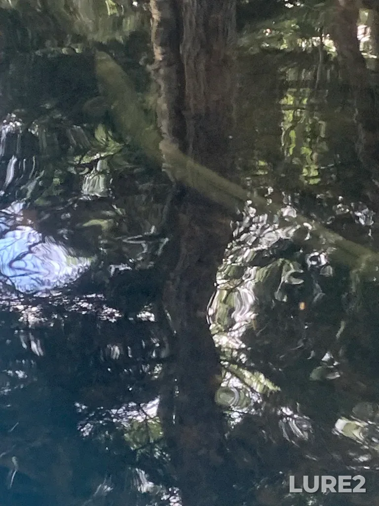 European eel — Lake Micmac, Aug 14, 2023, 3:54 PM