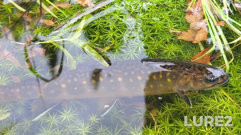 Brook trout — Rivière Malbaie, Aug 12, 2023, 3:46 PM