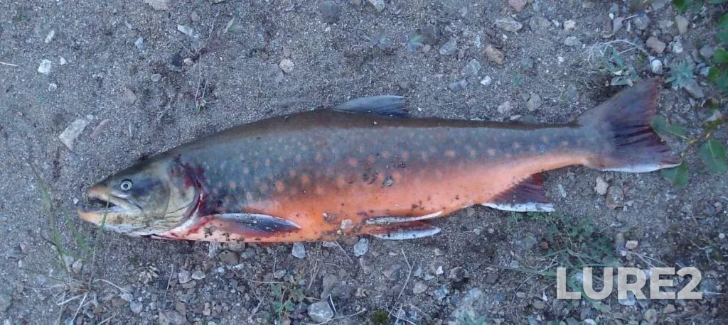Arctic char — Pangertok Inlet, Aug 31, 2007, 7:53 PM