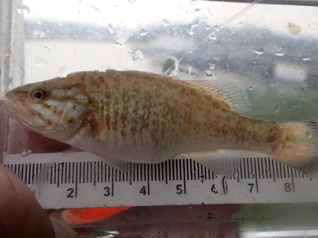 Smallmouth bass — Rainy Lake, Aug 19, 2023