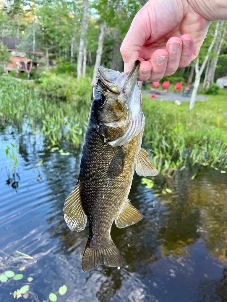 Smallmouth bass — Mattatall Lake, Aug 19, 2023