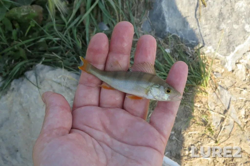 Perch — Syzgi, Aug 19, 2023, 8:39 AM