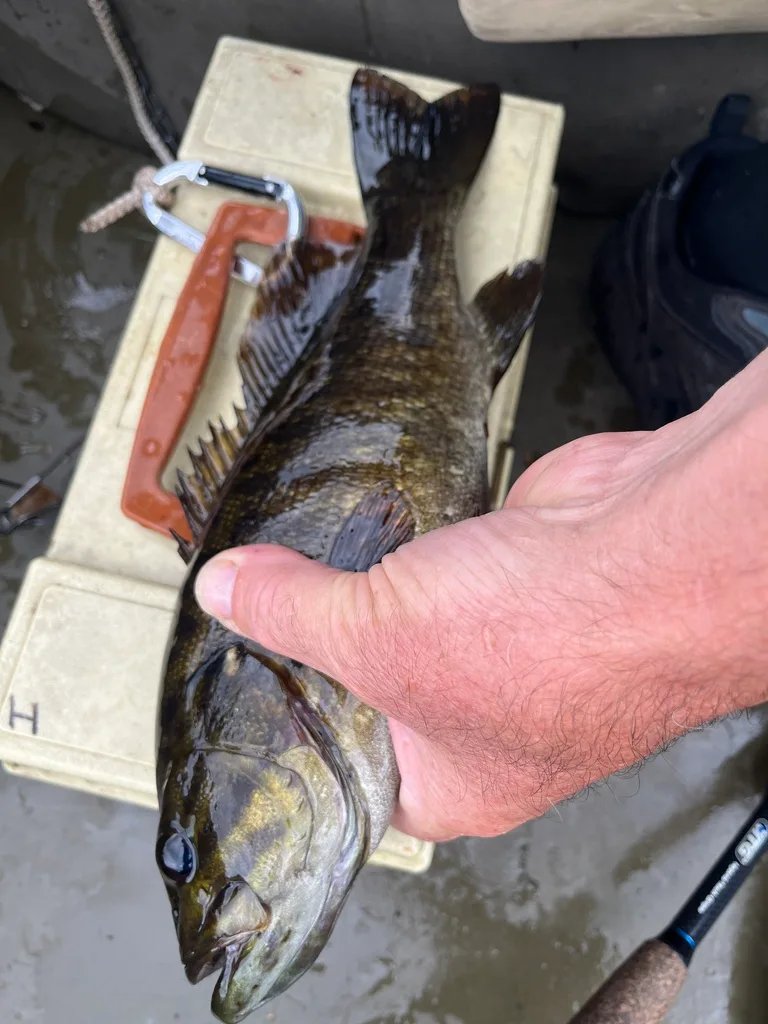 Smallmouth bass — Leroy Lake, Aug 17, 2023