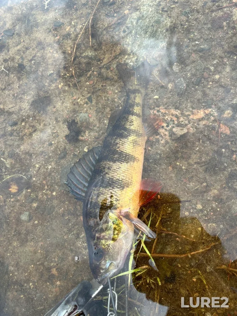 Yellow perch — Leroy Lake, Aug 17, 2023, 2:30 PM
