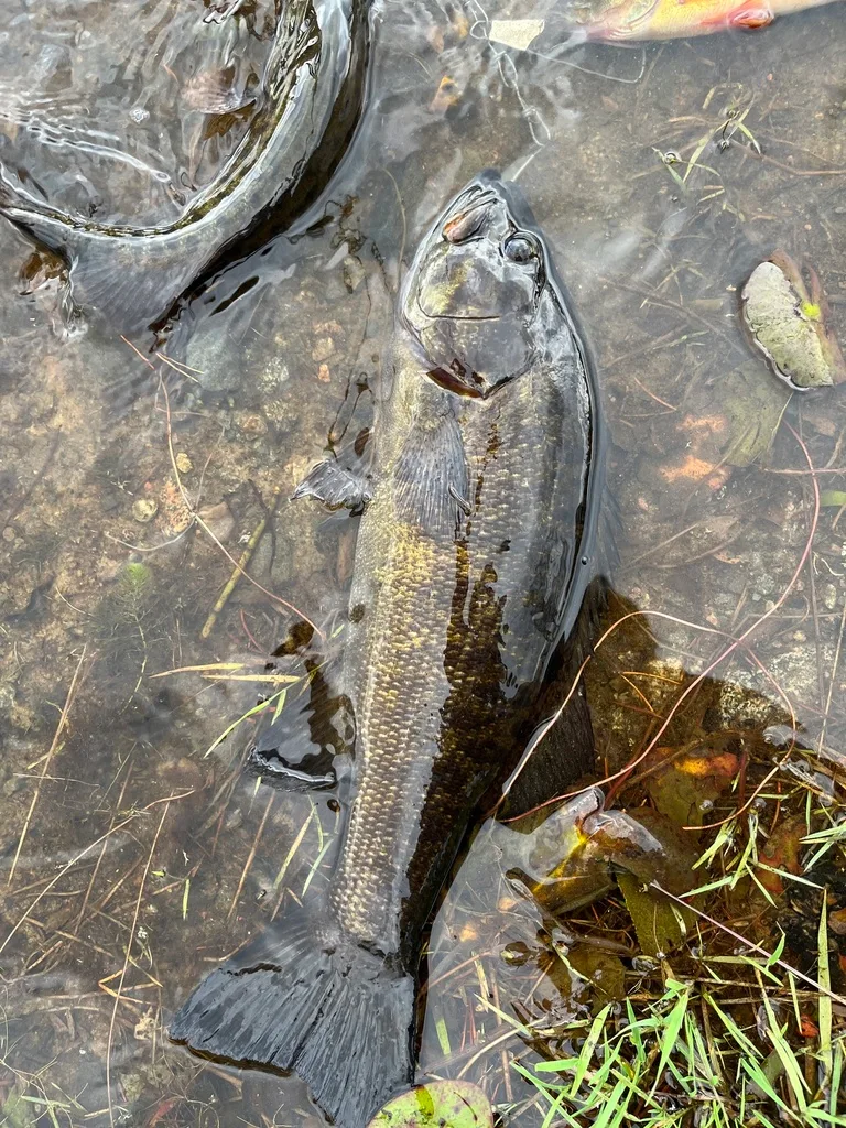 Smallmouth bass — Leroy Lake, Aug 17, 2023