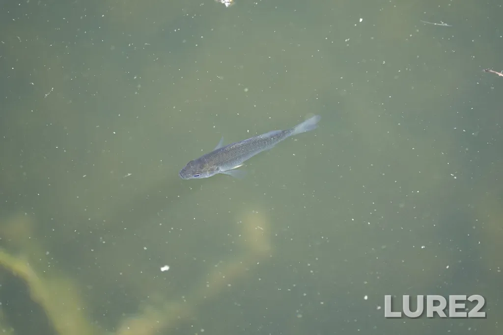 Bluegill — Ottawa River, Aug 22, 2023, 1:37 PM