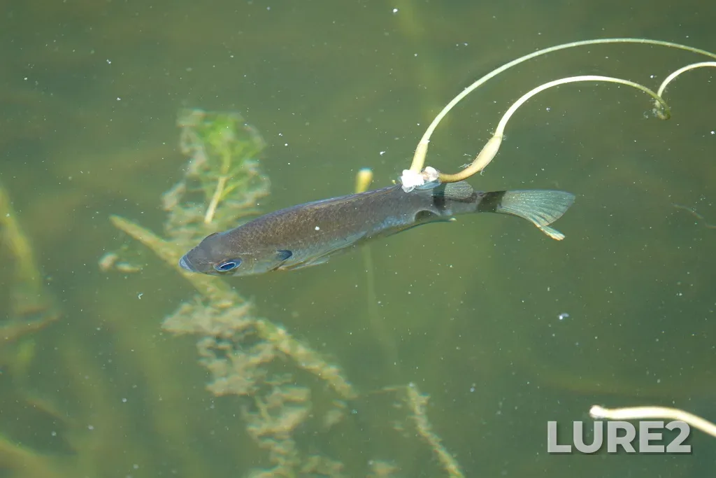 Bluegill — Ottawa River, Aug 22, 2023, 1:39 PM
