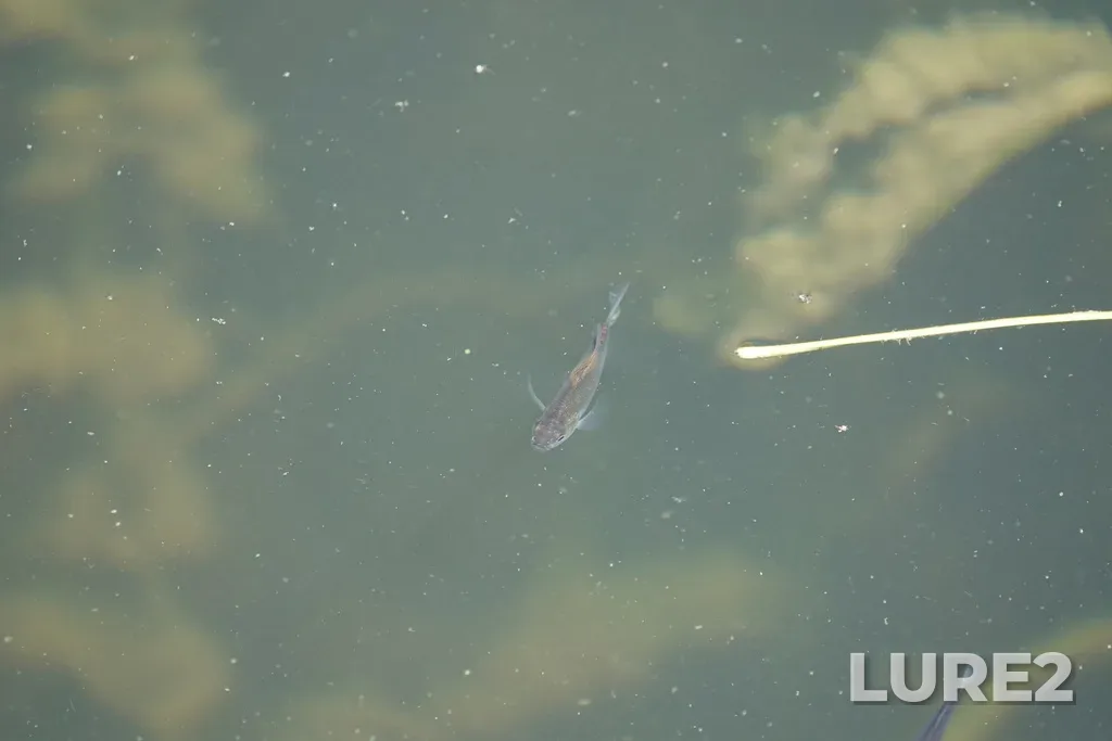 Bluegill — Ottawa River, Aug 22, 2023, 1:39 PM