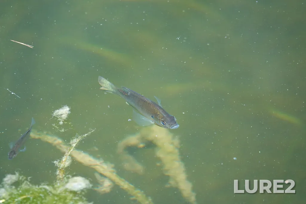 Bluegill — Ottawa River, Aug 22, 2023, 1:40 PM