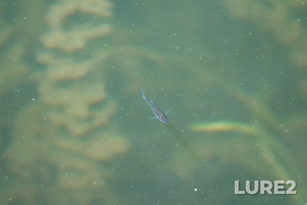 Bluegill — Ottawa River, Aug 22, 2023, 1:41 PM