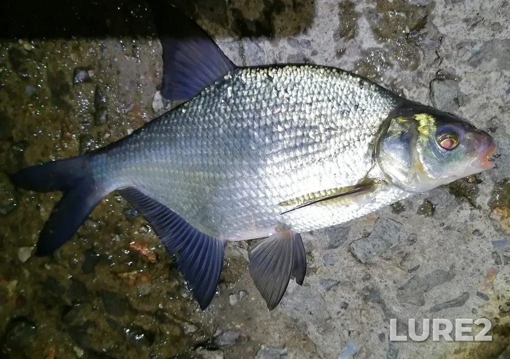 Bream — Bolshoy Kialim, Aug 24, 2023, 9:19 PM