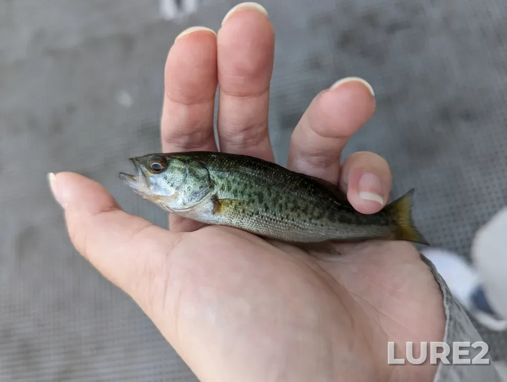 Largemouth bass — Elk Lake, Aug 24, 2023, 5:56 PM