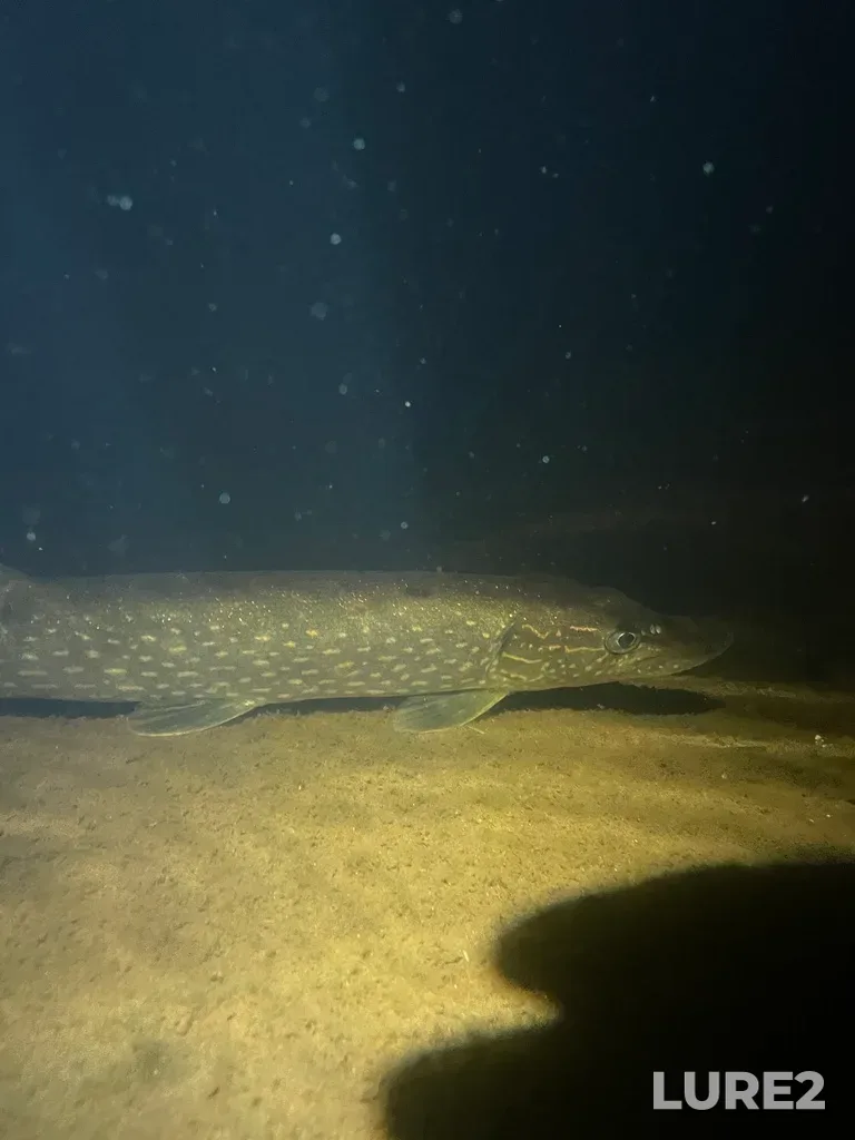 Pike — Island Lake, Aug 24, 2023, 11:19 PM