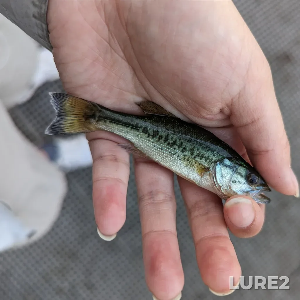Largemouth bass — Elk Lake, Aug 24, 2023, 7:10 PM