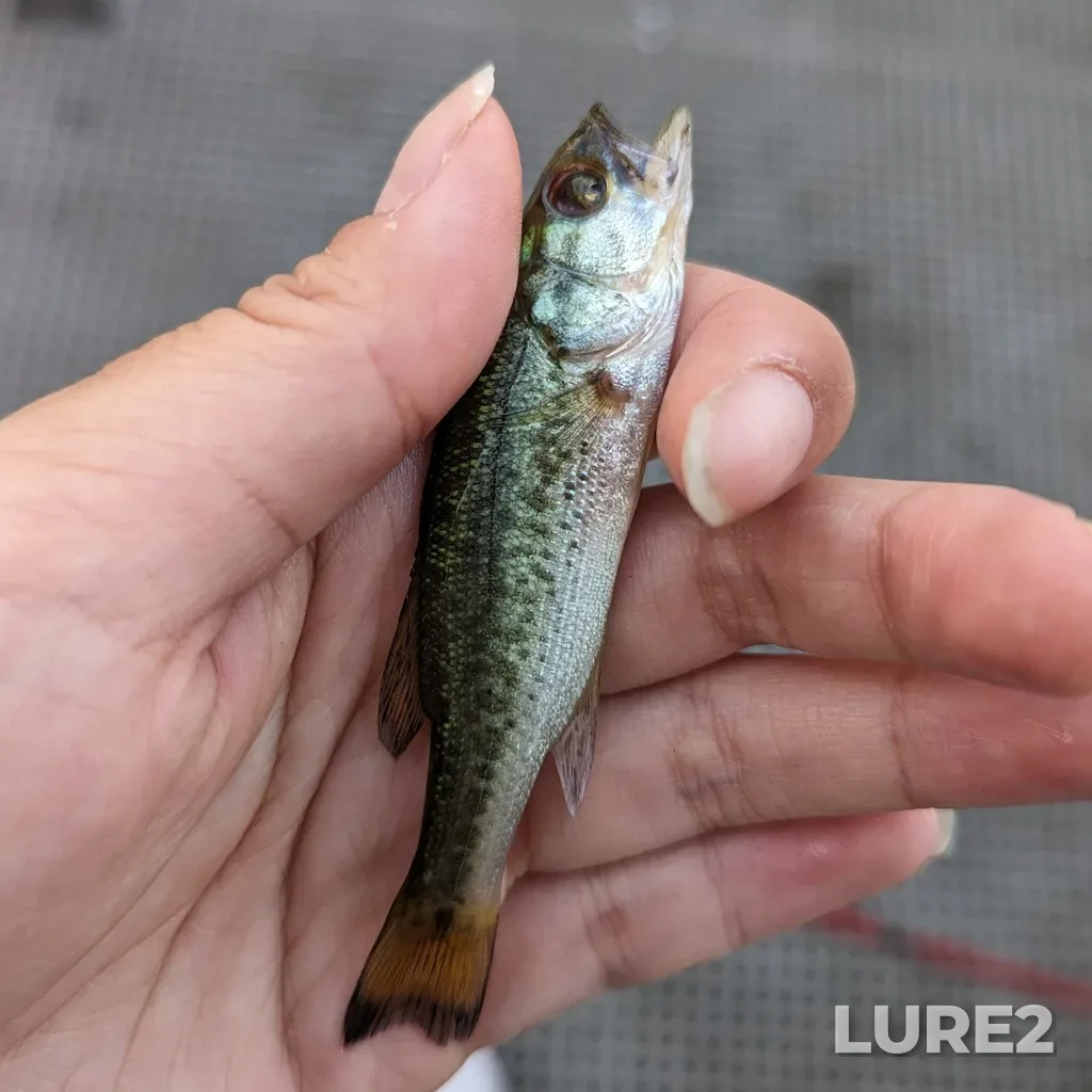 Largemouth bass — Elk Lake, Aug 24, 2023, 7:15 PM