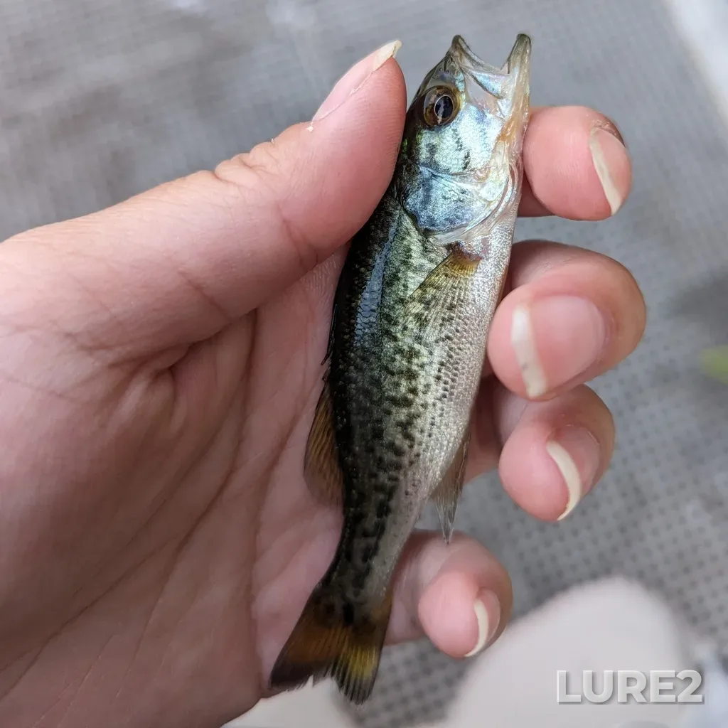 Largemouth bass — Elk Lake, Aug 24, 2023, 7:22 PM