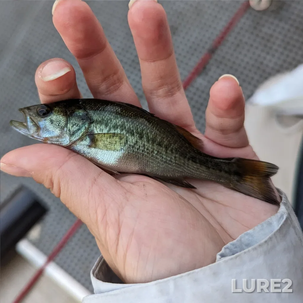 Largemouth bass — Elk Lake, Aug 24, 2023, 7:24 PM