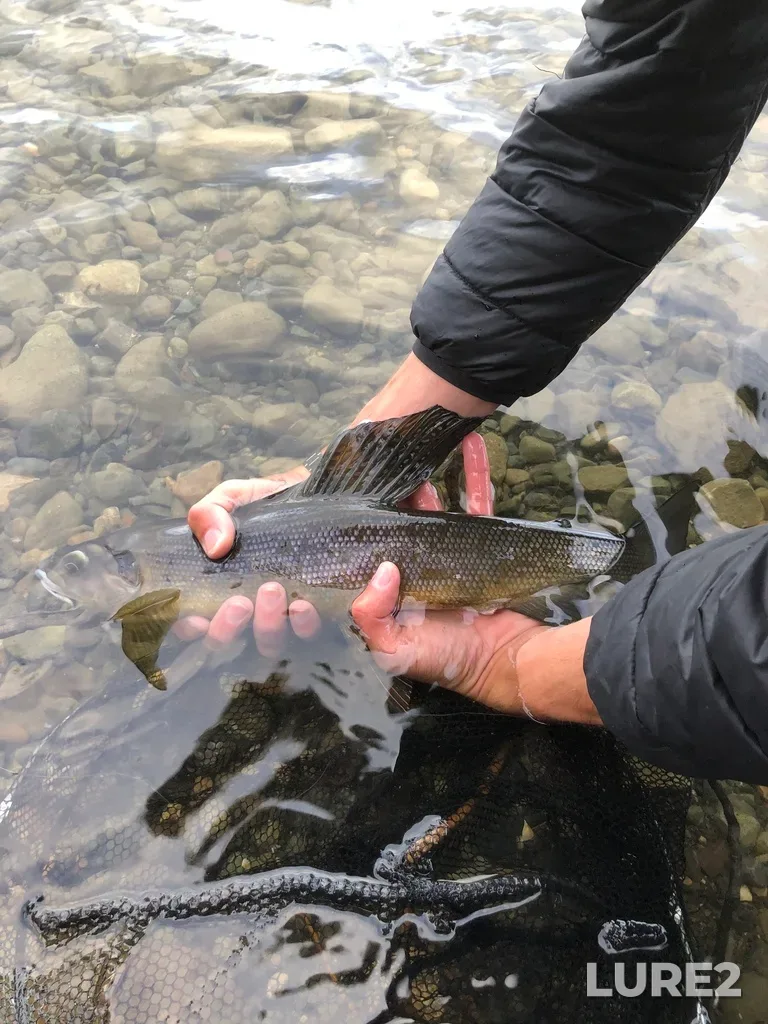 Grayling — Pine Creek, Aug 10, 2023, 8:13 PM