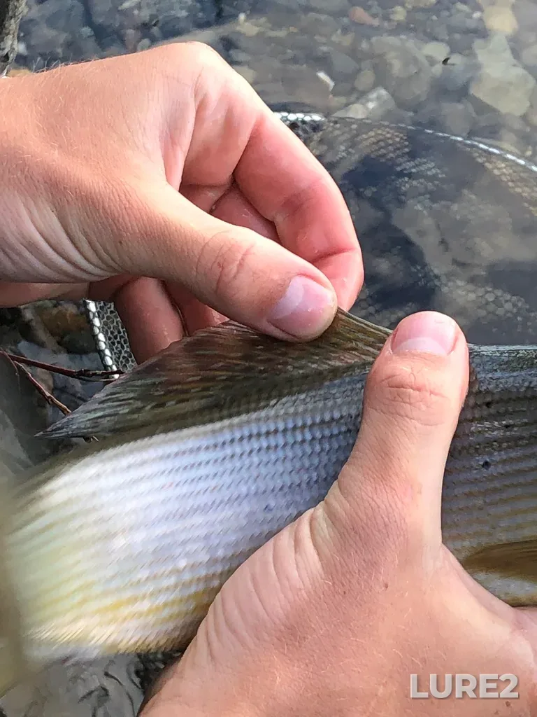 Grayling — Pine Creek, Aug 10, 2023, 7:55 PM