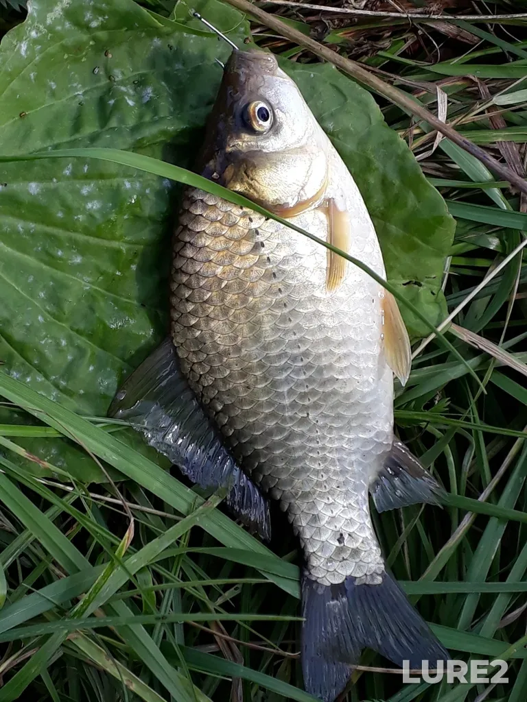 Crucian carp — Panovskiy, Aug 25, 2023, 11:29 AM