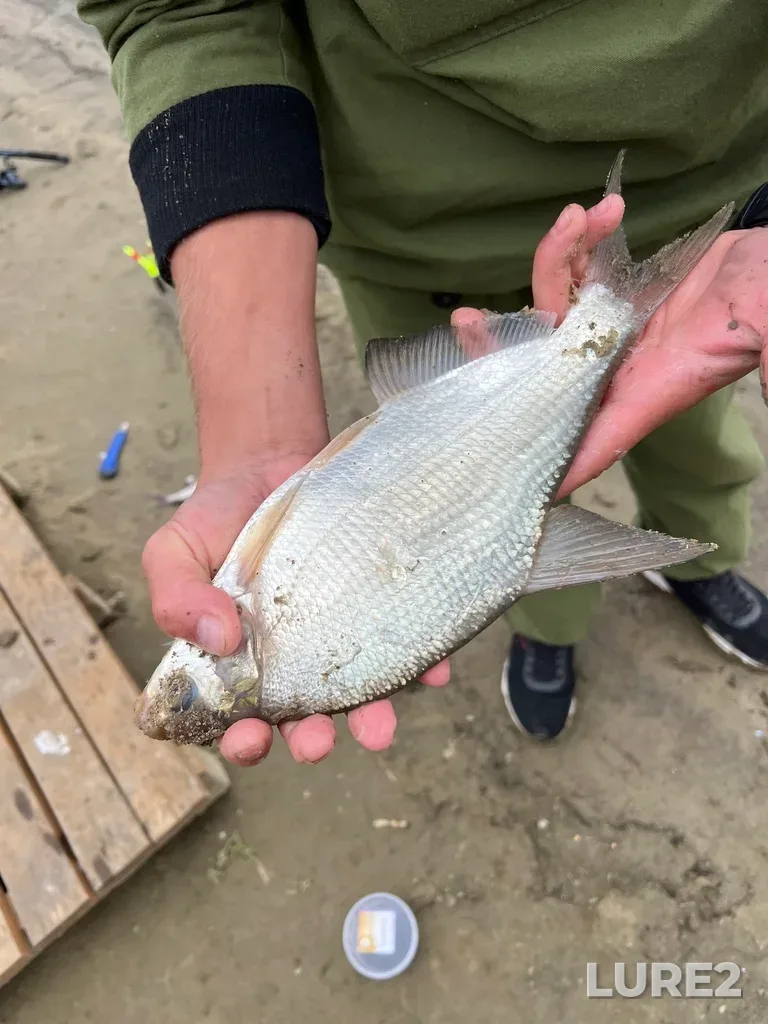 Bream — Krugloye, Aug 25, 2023, 1:31 PM