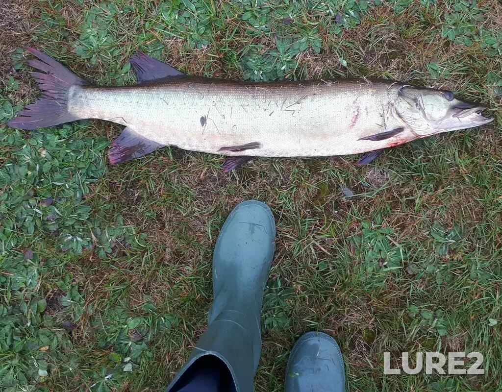 Muskellunge — East Lake, Aug 25, 2023, 3:54 PM