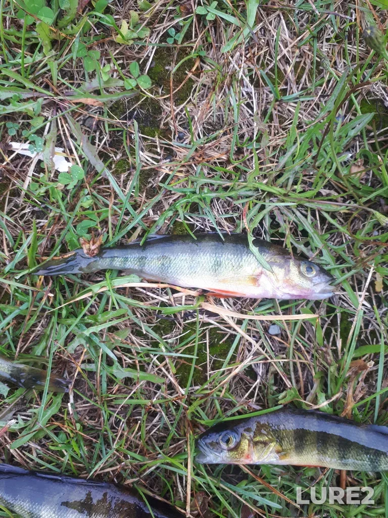 Yellow perch — East Lake, Aug 25, 2023, 3:53 PM