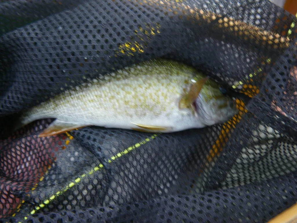 Smallmouth bass — Westwood Lake, Aug 26, 2023