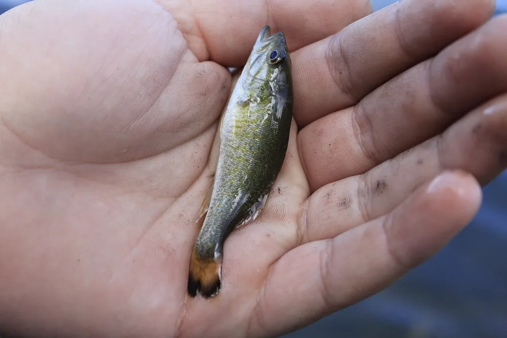 Smallmouth bass — Westwood Lake, Jul 31, 2023