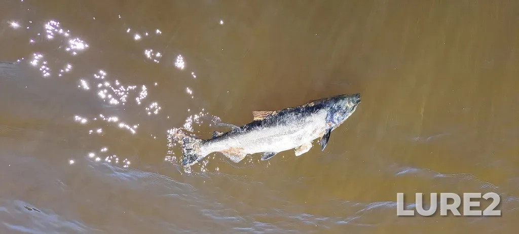 Chinook salmon — Bronte Creek, Aug 27, 2023, 2:31 PM