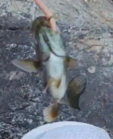 Smallmouth bass — Elk Lake, Aug 27, 2023