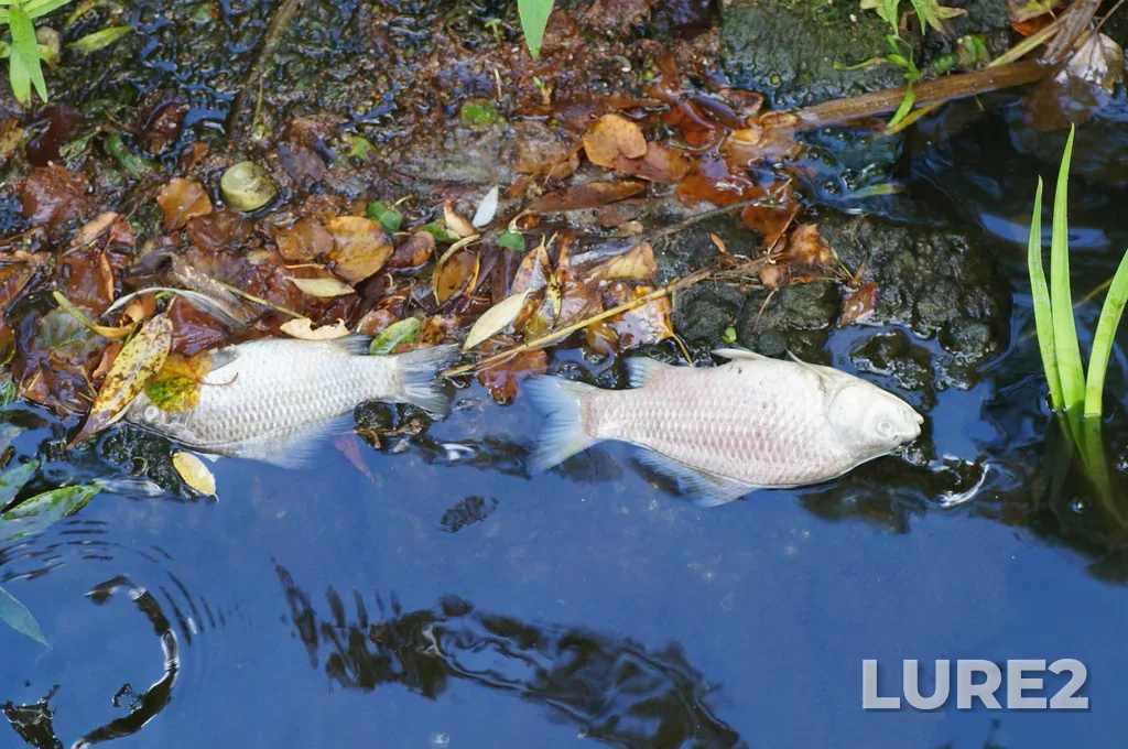 Crucian carp — Upyorta, Aug 09, 2023, 3:33 PM