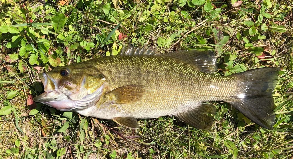 Smallmouth bass — Berry River, Aug 27, 2023